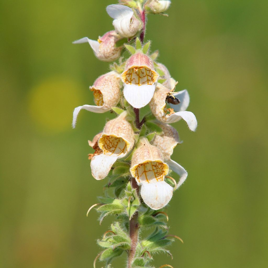 Digitalis lanata Café Crème - Foxglove