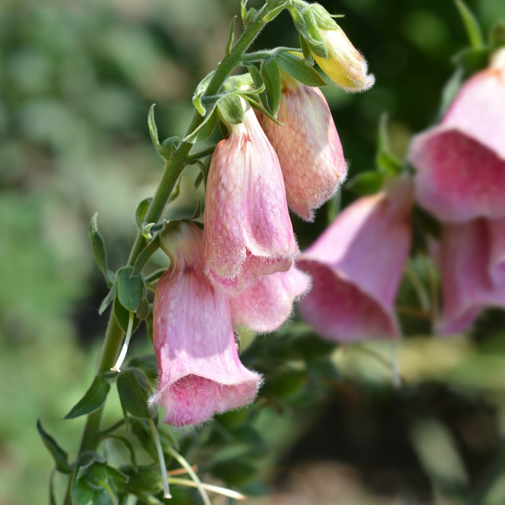 Digitalis mertonensis Summer King - Foxglove