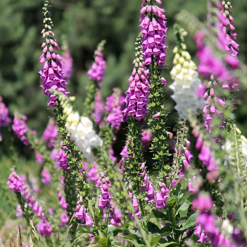 Digitalis purpurea - Common Foxglove