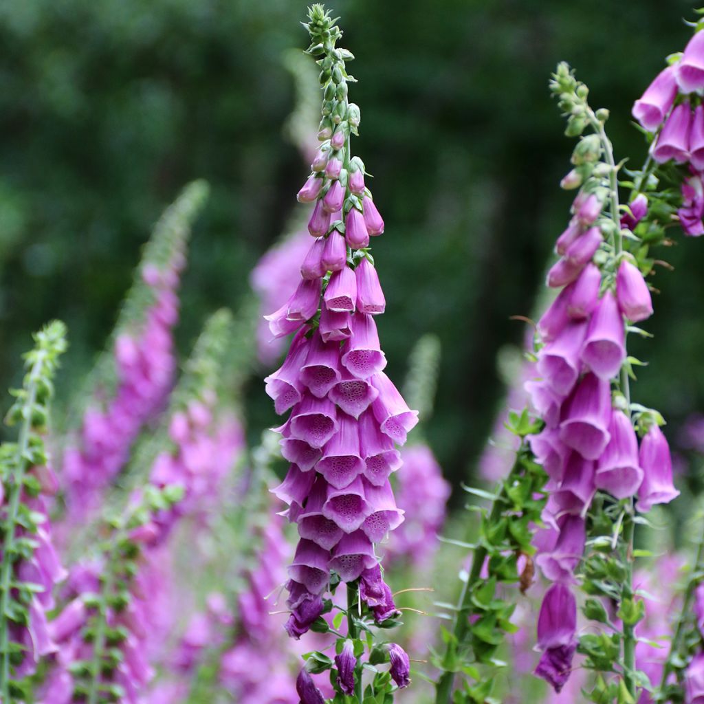 Digitalis purpurea - Common Foxglove