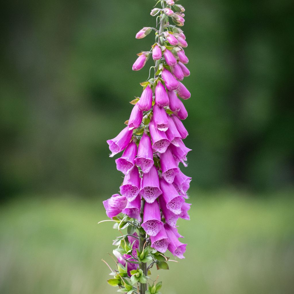 Digitalis purpurea - Common Foxglove