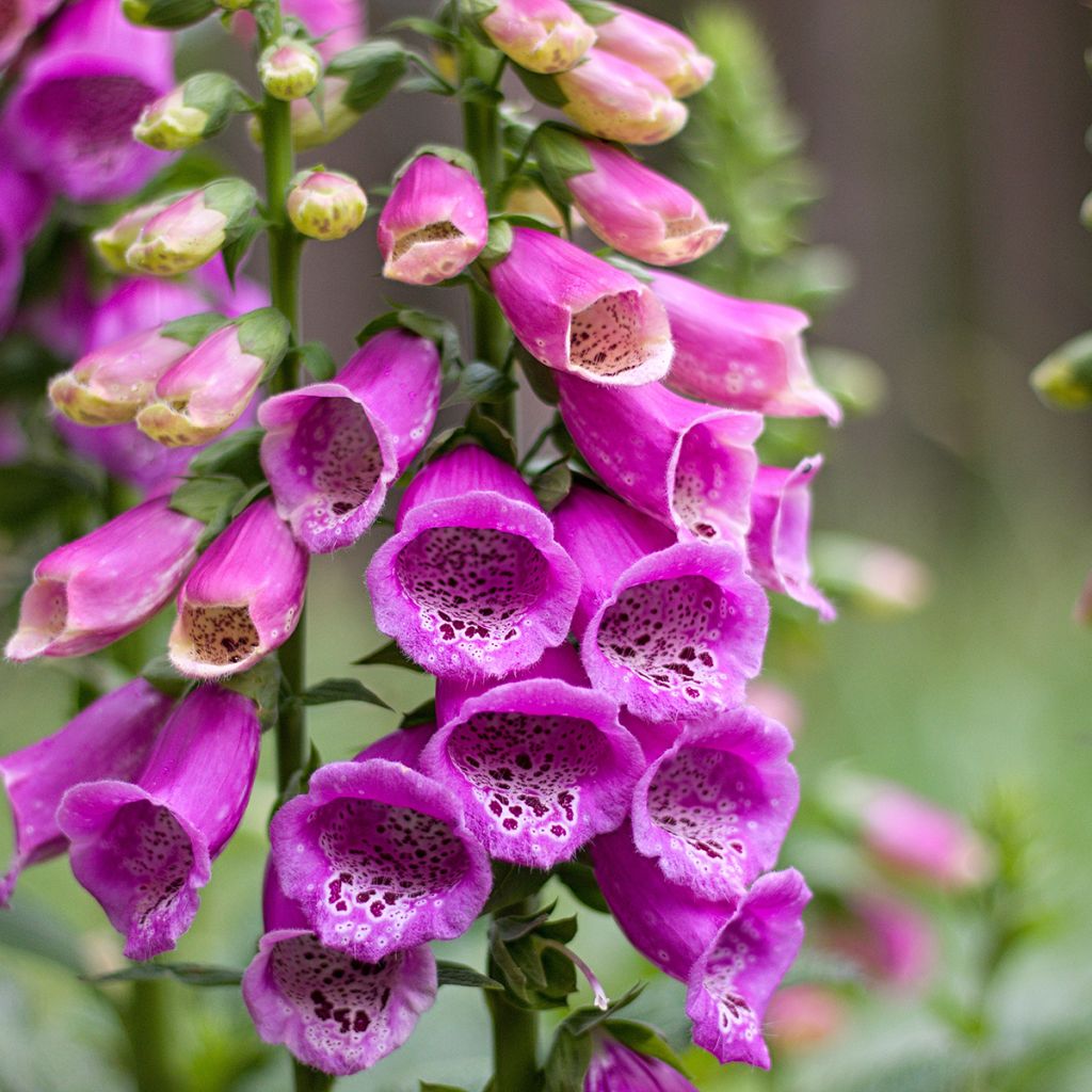 Digitalis purpurea - Common Foxglove