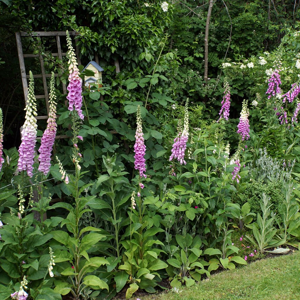 Digitalis purpurea - Common Foxglove