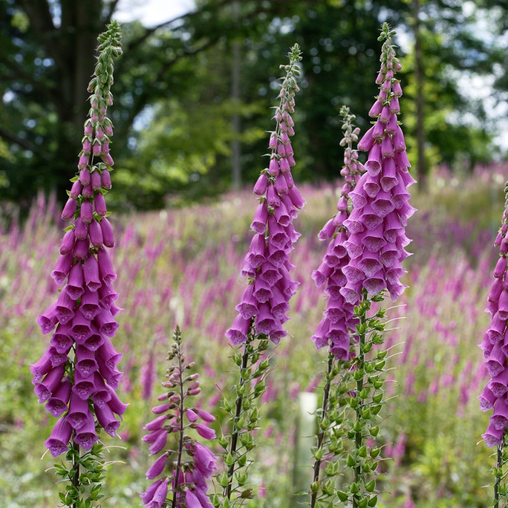 Digitalis purpurea - Common Foxglove