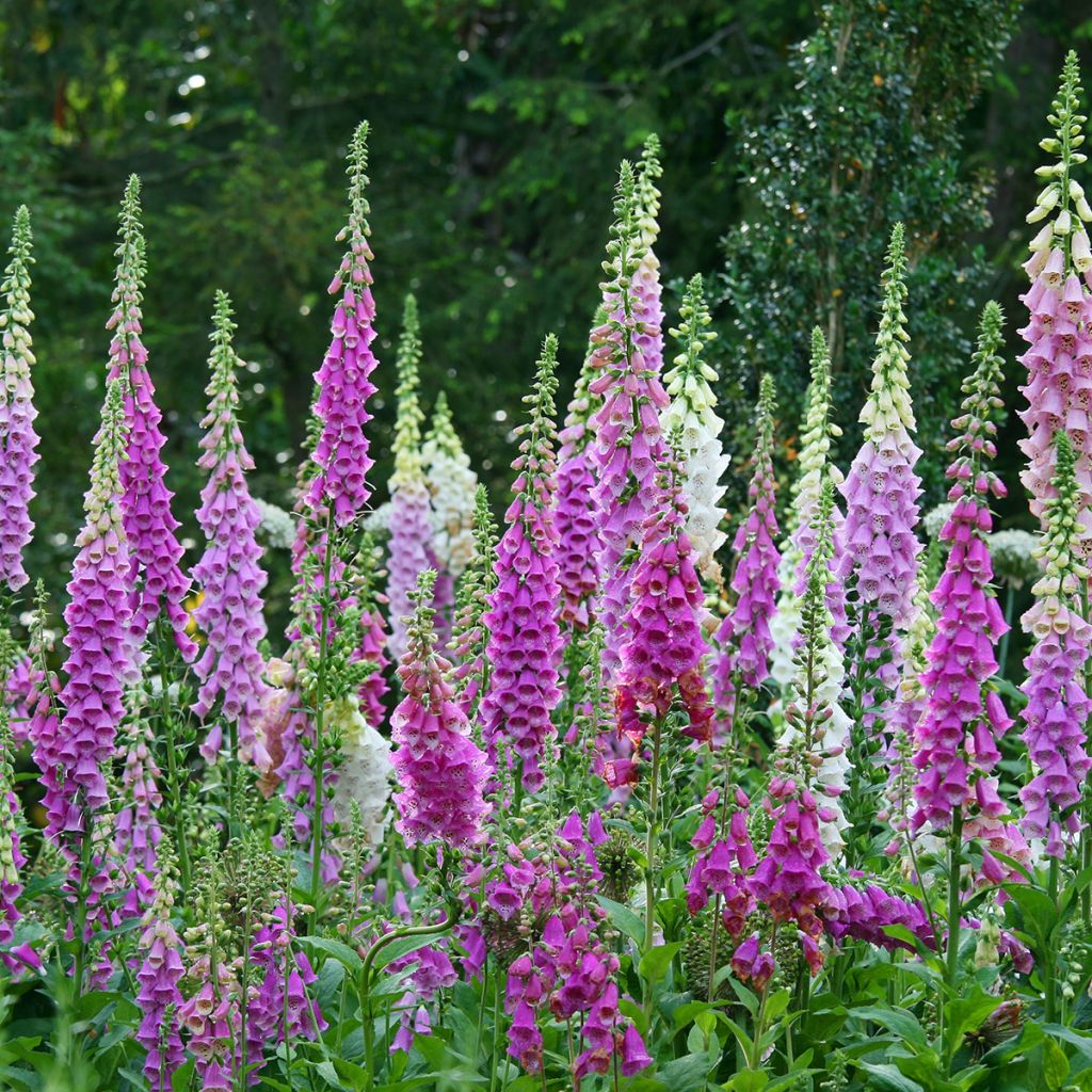 Digitalis purpurea - Common Foxglove