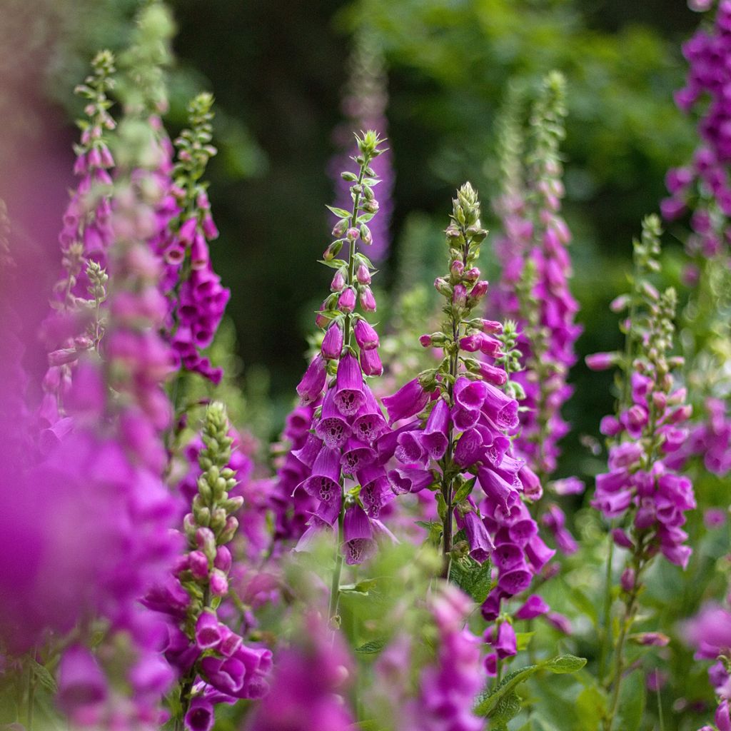 Digitalis purpurea - Common Foxglove