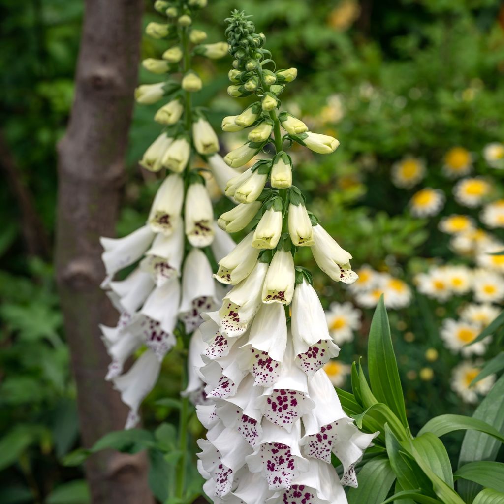 Digitalis purpurea Dalmatian White F1 - Foxglove