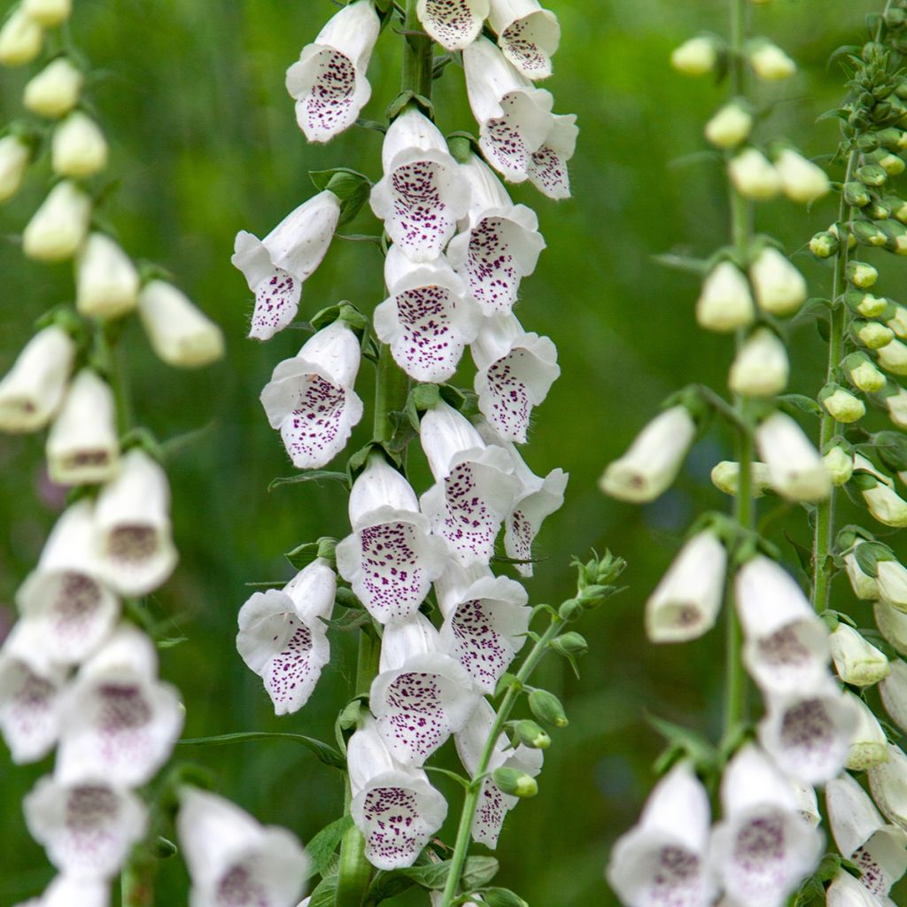 Digitalis purpurea Dalmatian White F1 - Foxglove