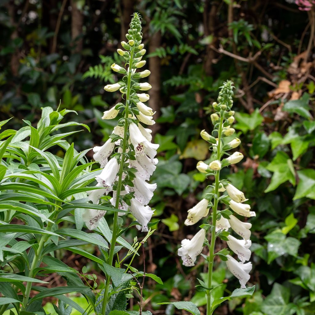 Digitalis purpurea Dalmatian White F1 - Foxglove