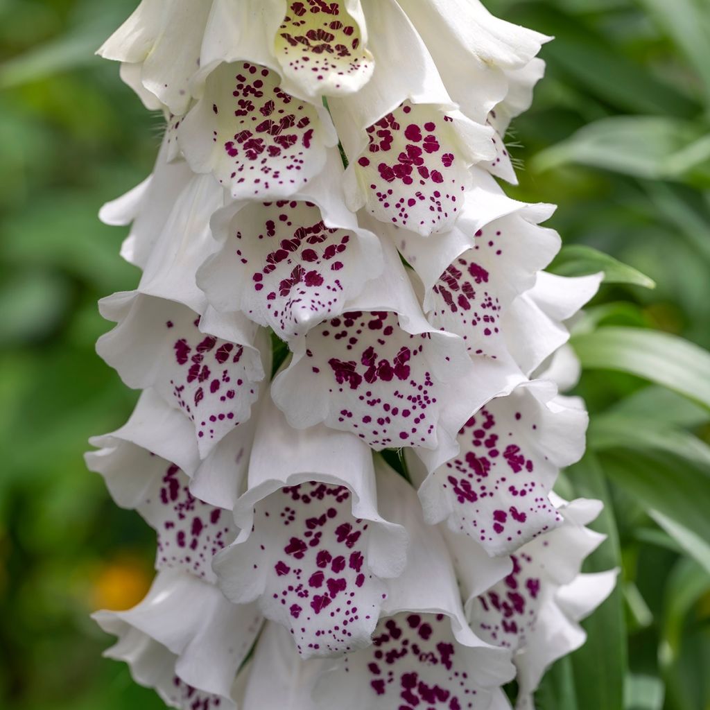 Digitalis purpurea Dalmatian White F1 - Foxglove