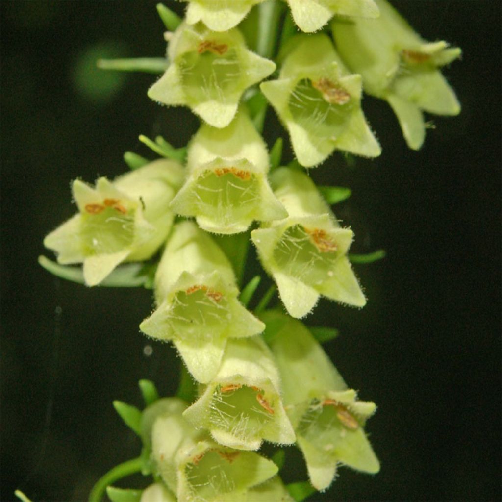 Digitale jaune - Digitalis lutea