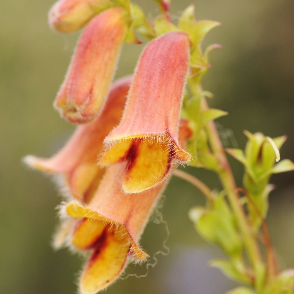 Digitalis obscura - Foxglove