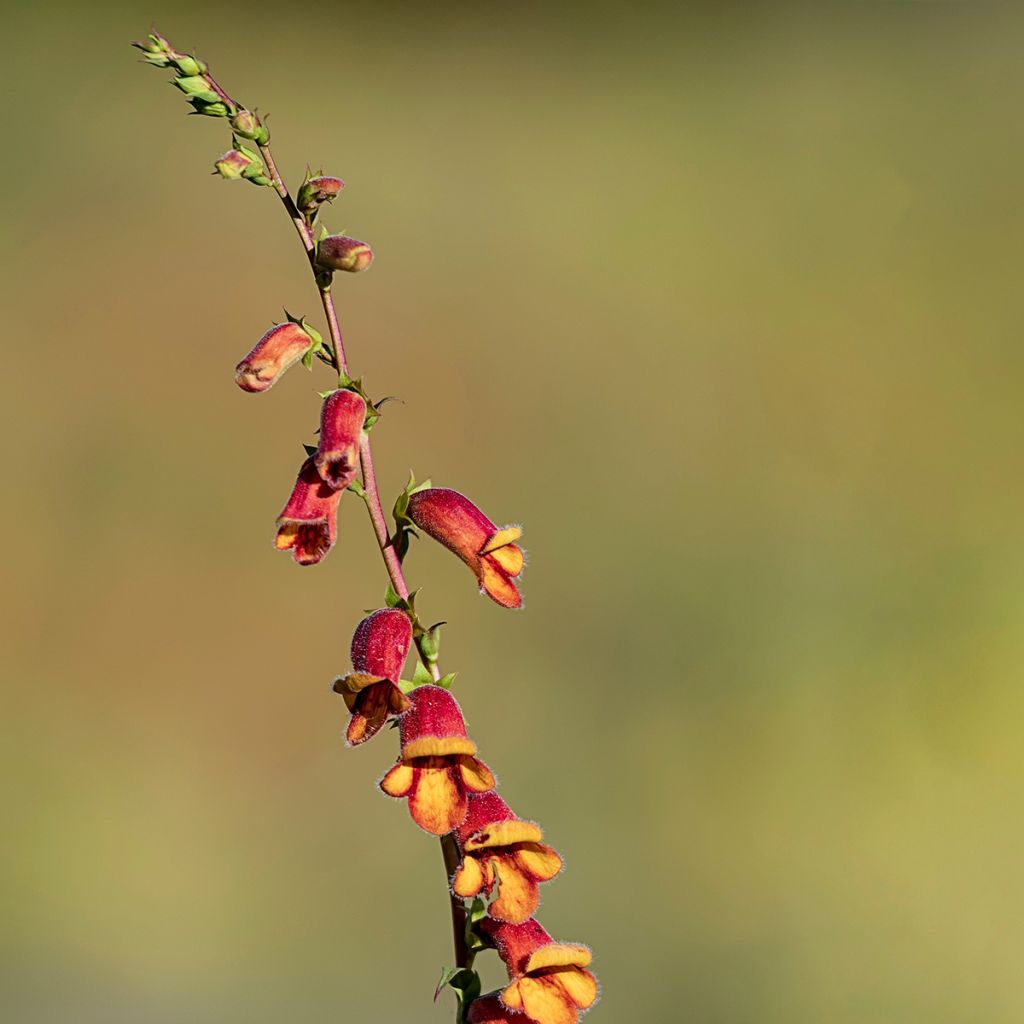 Digitalis obscura - Foxglove