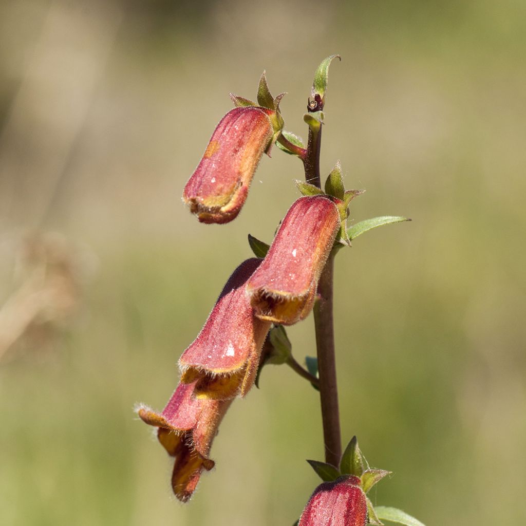 Digitalis obscura - Foxglove