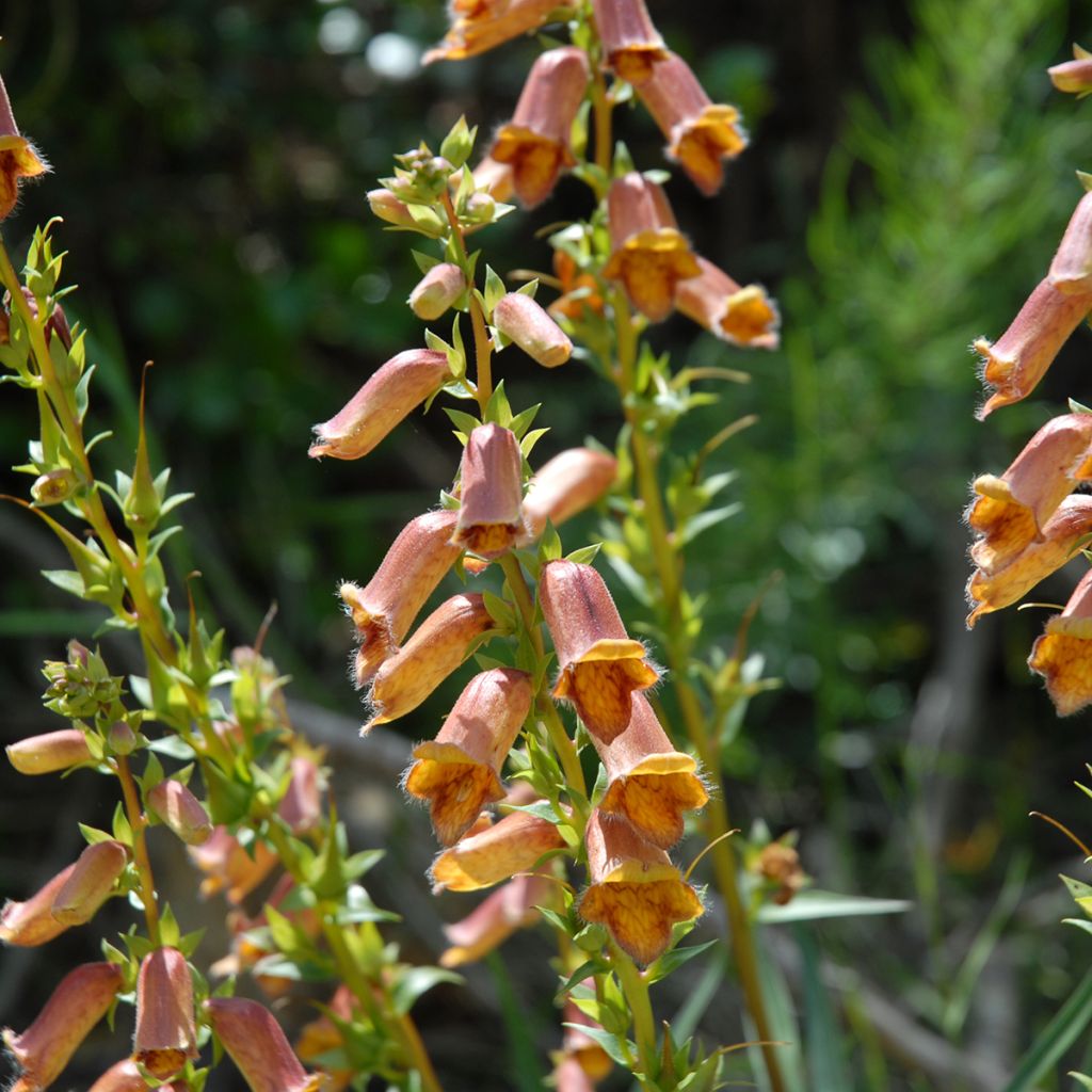 Digitalis obscura - Foxglove