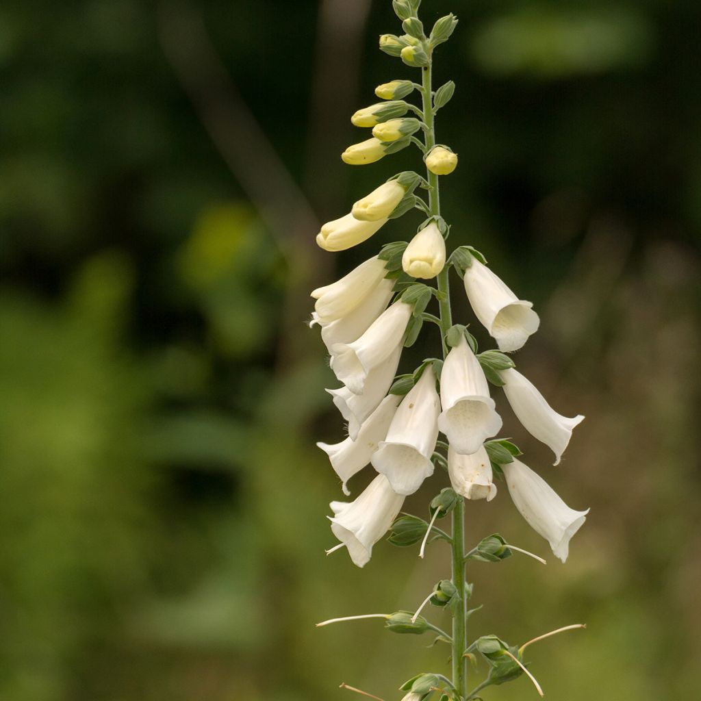 Digitalis purpurea Alba - Foxglove