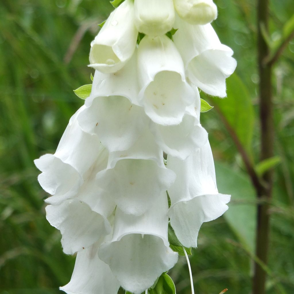 Digitalis purpurea Alba - Foxglove