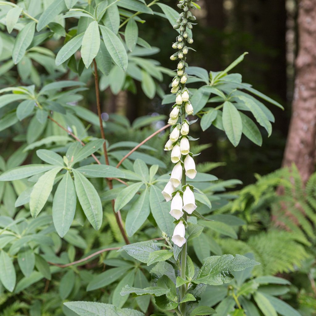 Digitalis purpurea Alba - Foxglove