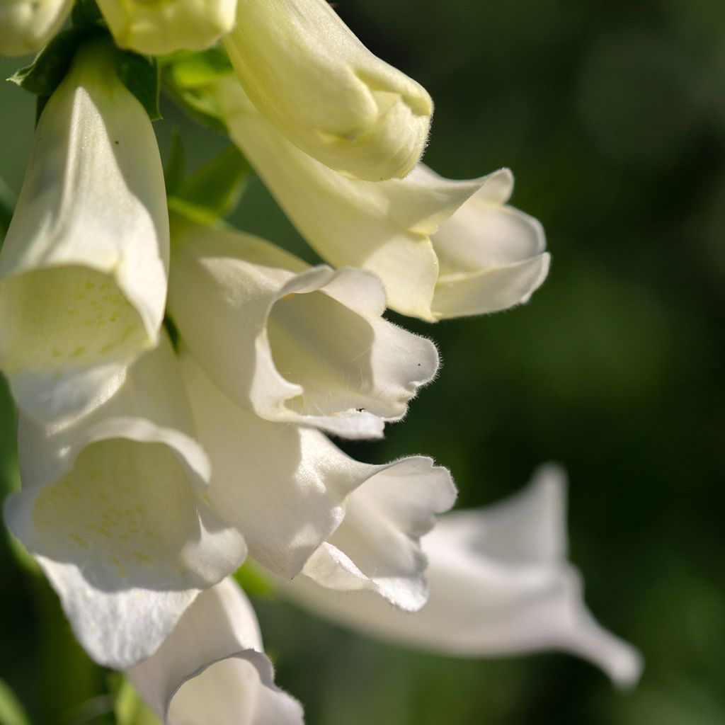 Digitalis purpurea Alba - Foxglove