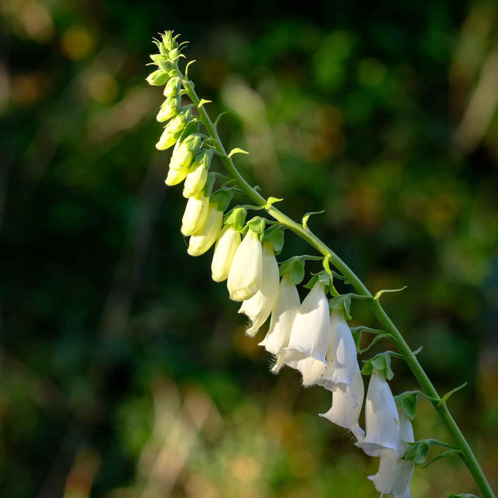 Digitalis purpurea Alba - Foxglove