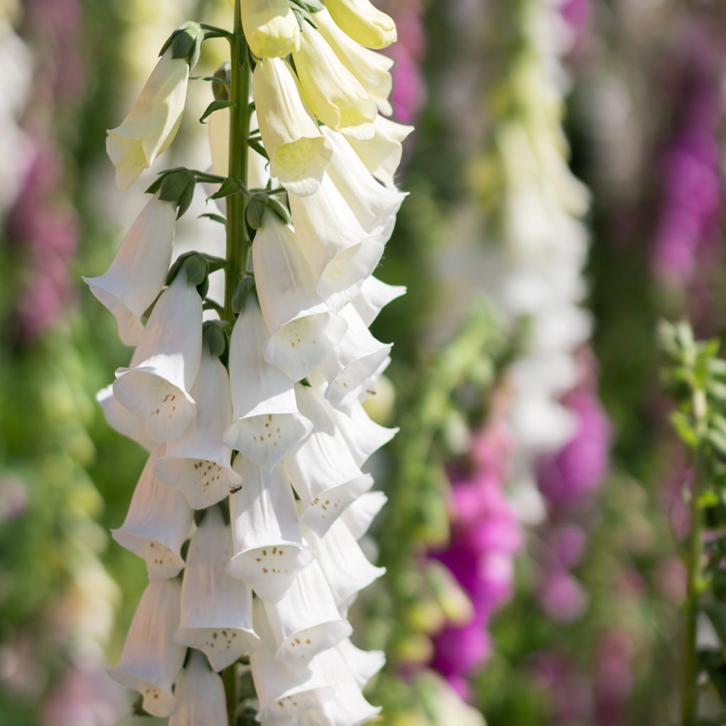 Digitalis purpurea Alba - Foxglove