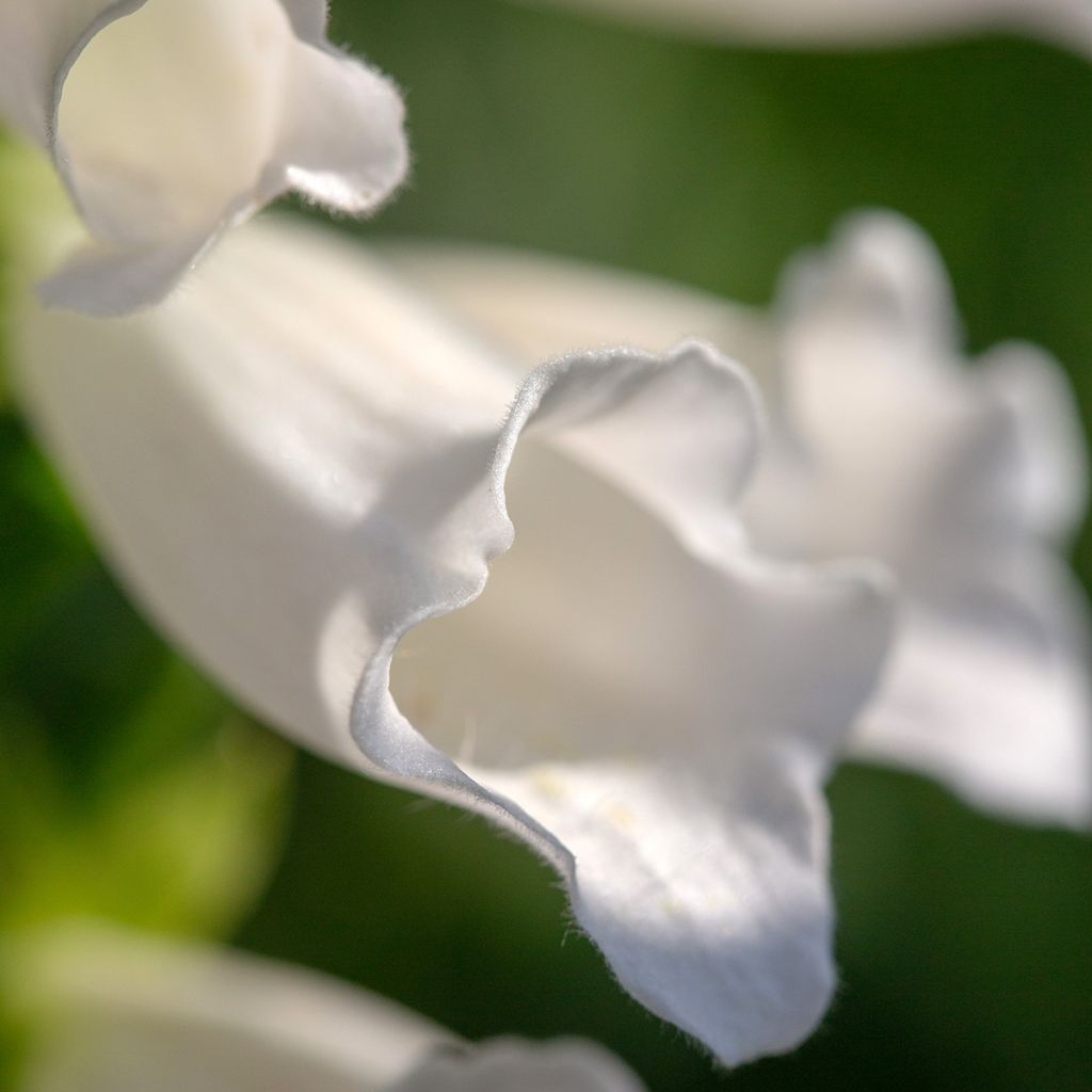 Digitalis purpurea Alba - Foxglove