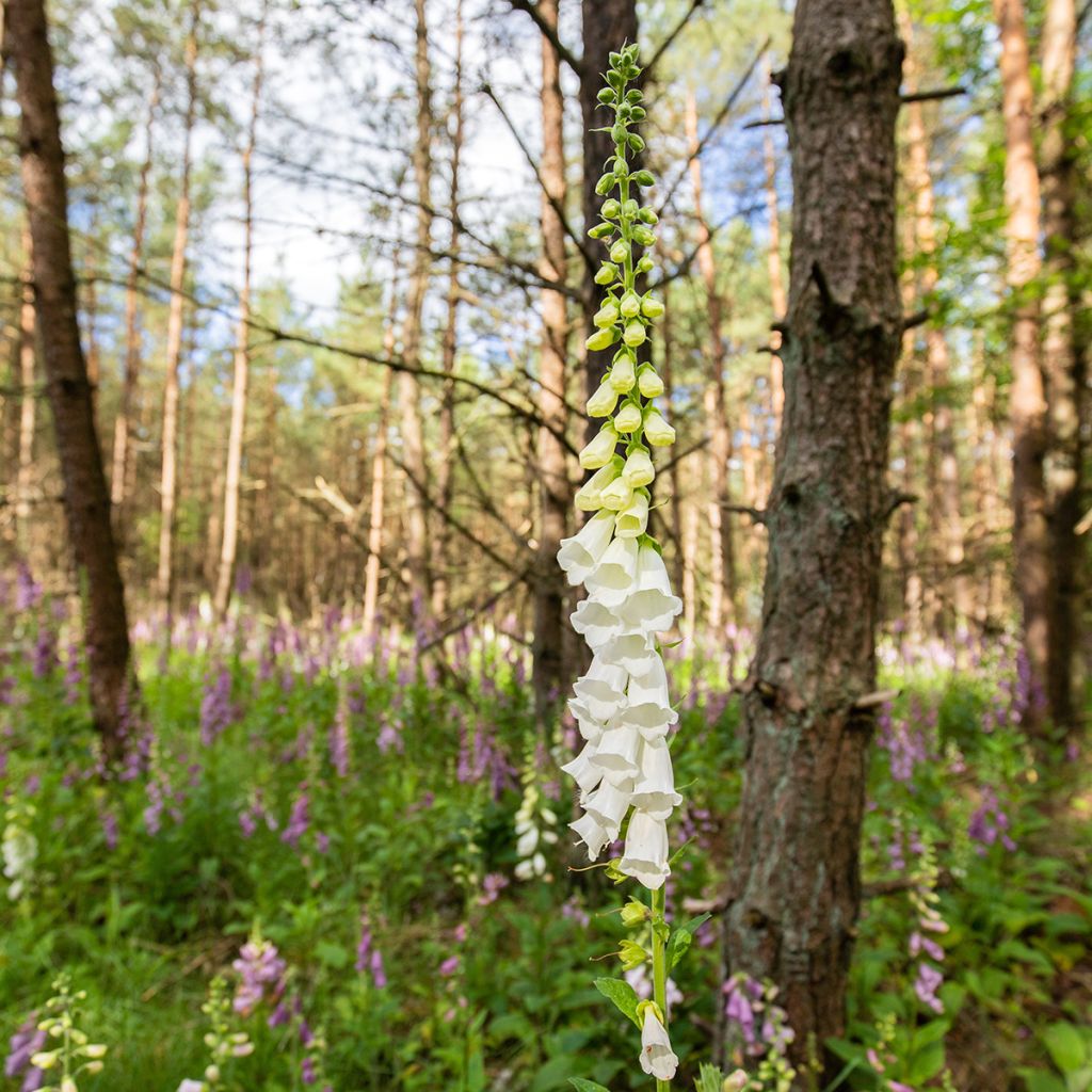 Digitalis purpurea Alba - Foxglove