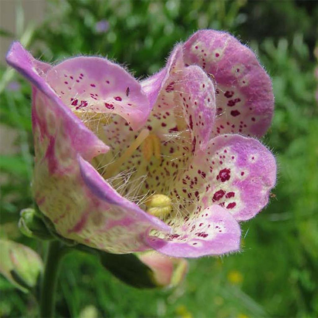 Digitale - Digitalis purpurea Monstrosa 