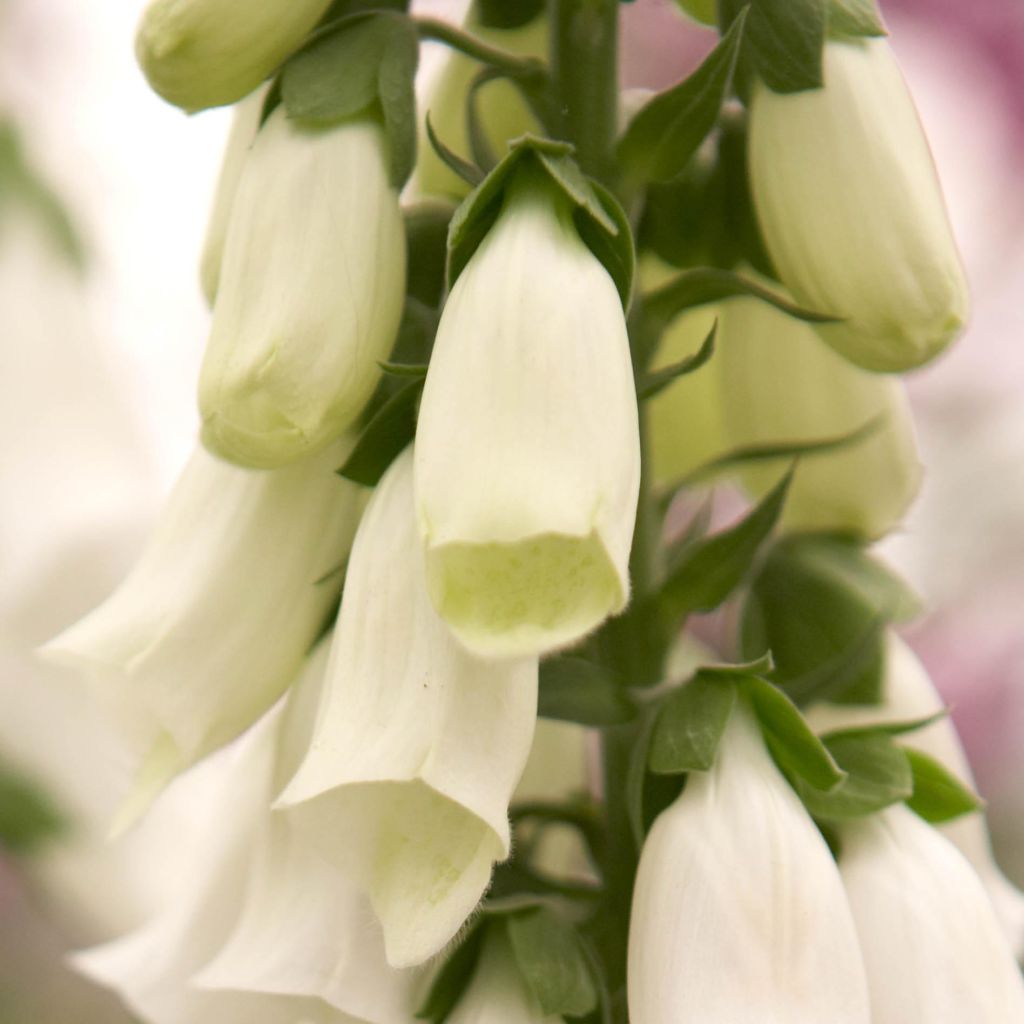 Digitalis purpurea Snow Thimble - Digitale pourpre 