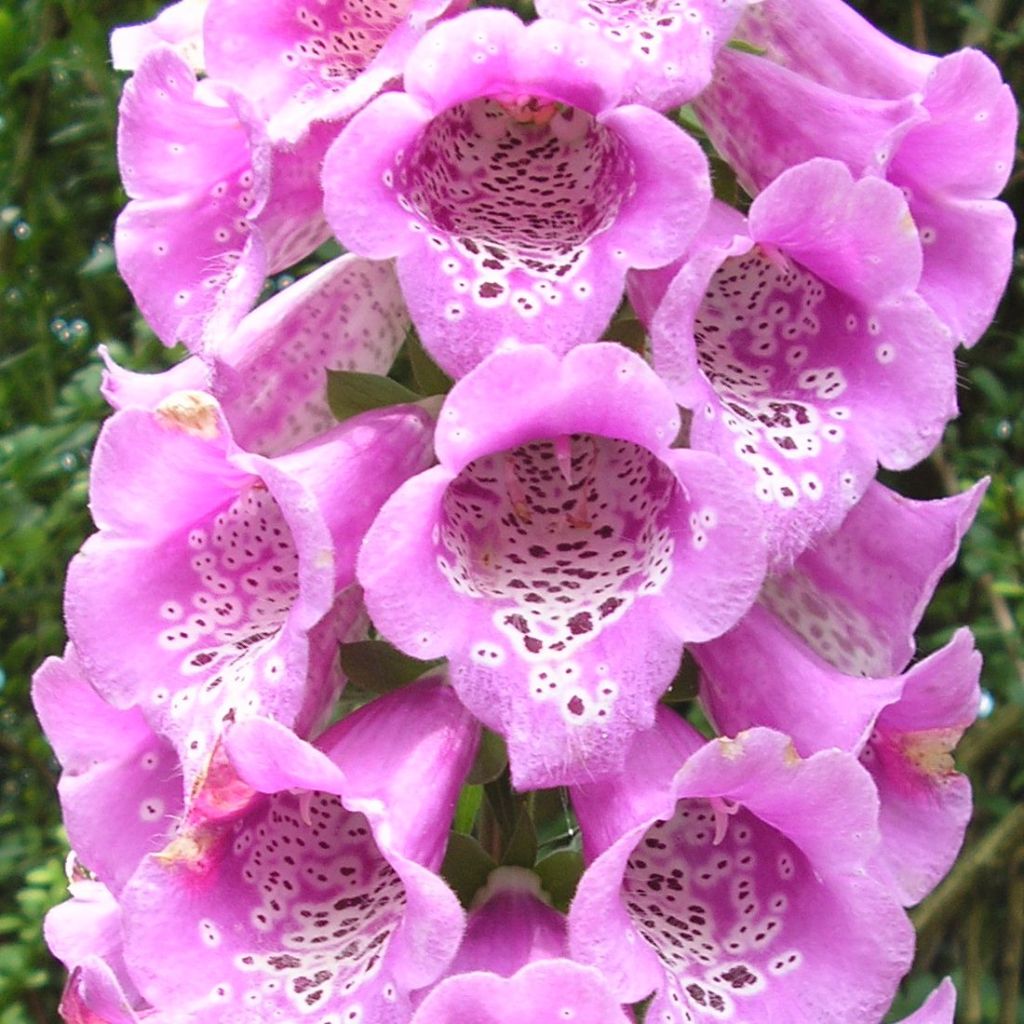 Digitale, Digitalis purpurea ssp. nevadensis