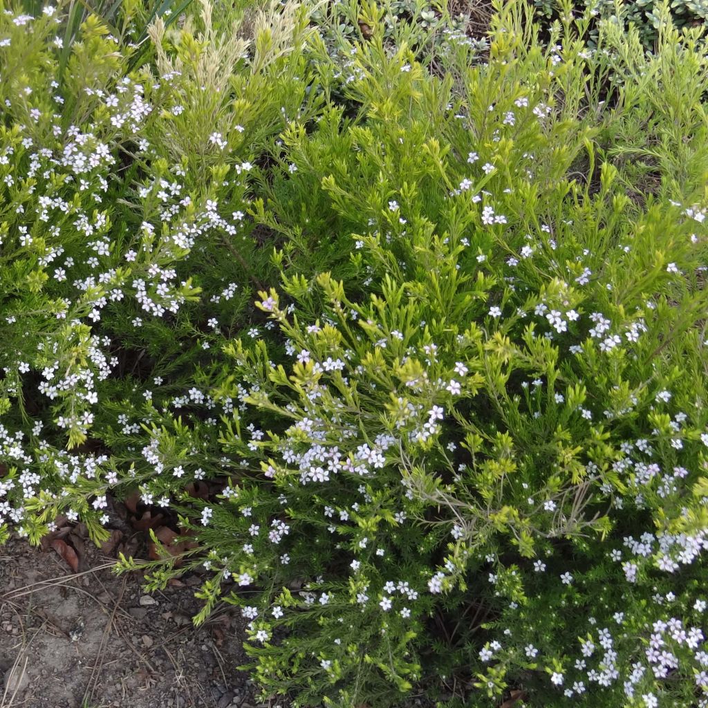 Diosma hirsuta Sunset gold - Diosmée hirsute.