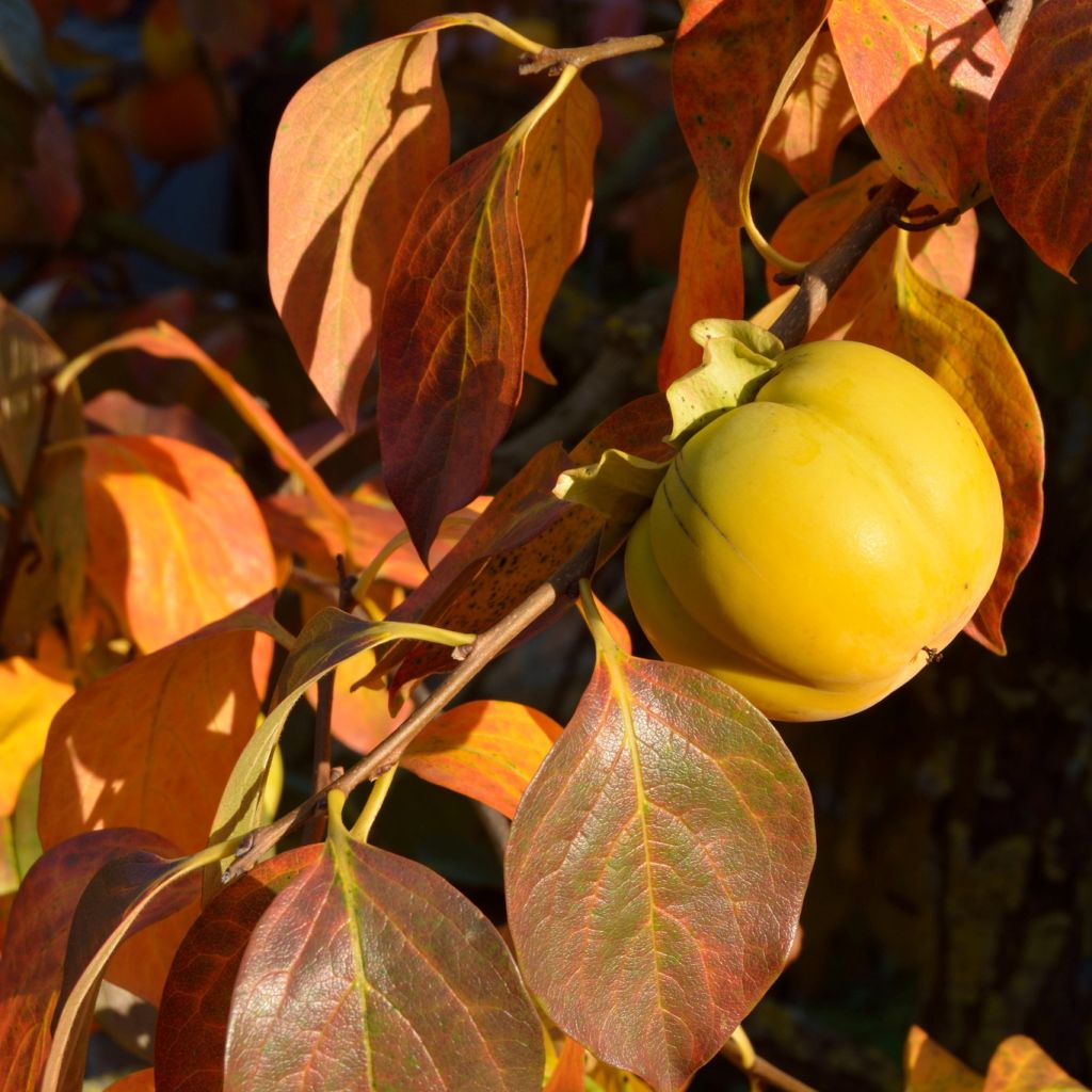 Diospyros kaki