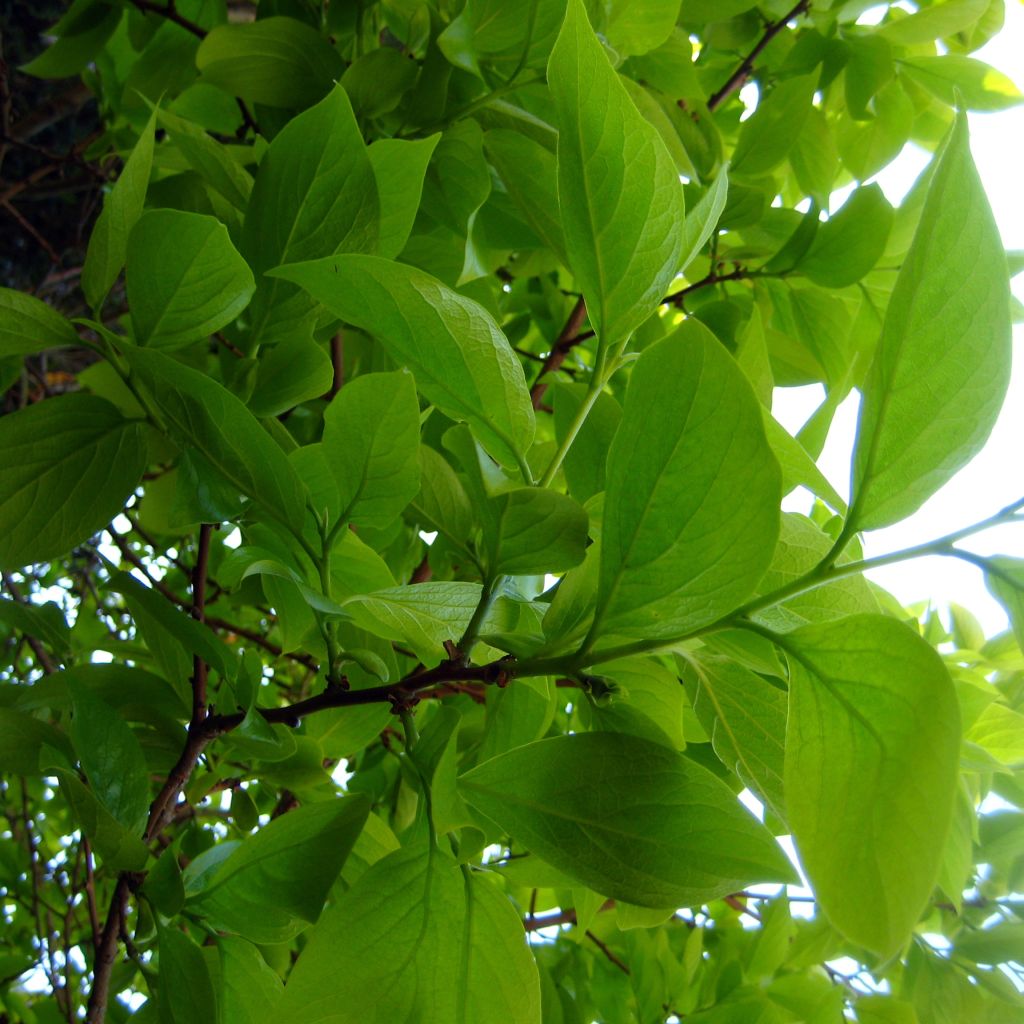 Diospyros kaki - Plaqueminier