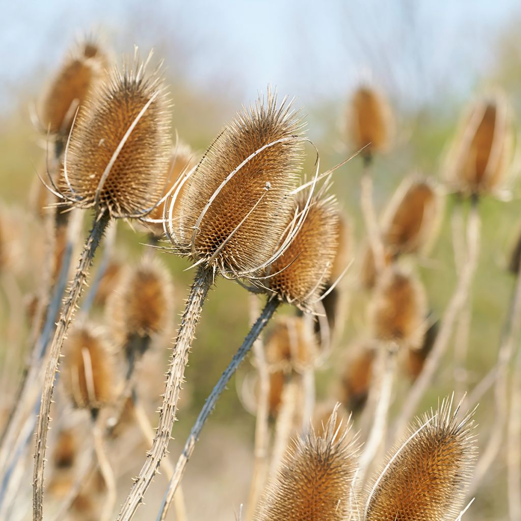 Dipsacus fullonum - Wild Teasel