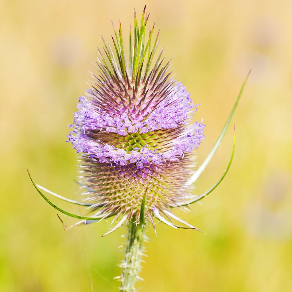 Dipsacus fullonum - Wild Teasel