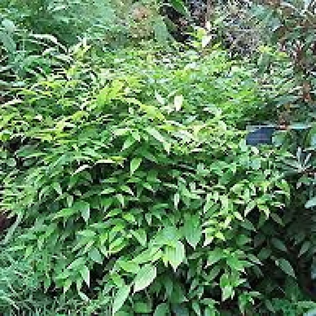 Disporum megalanthum - Cloche des fées