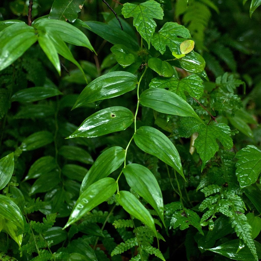 Disporum sessile - Cloche des fées du Japon