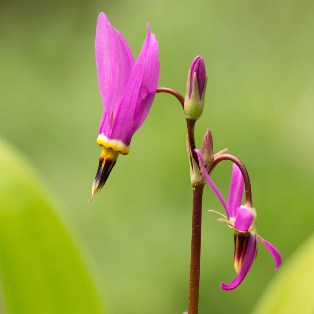 Dodecatheon meadia