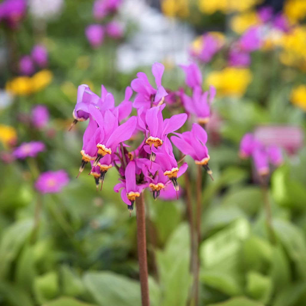 Dodecatheon meadia