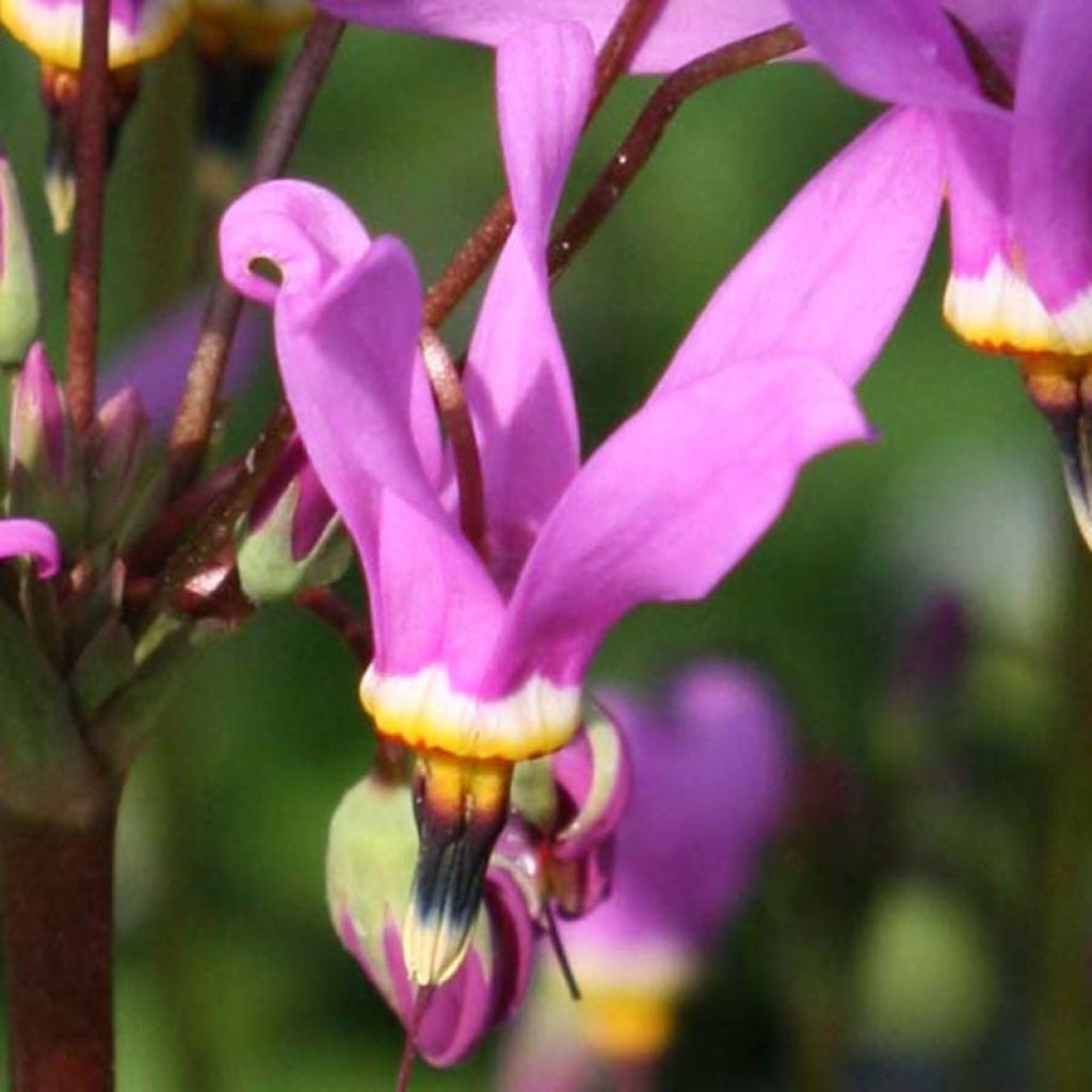 Dodecatheon meadia Queen Victoria