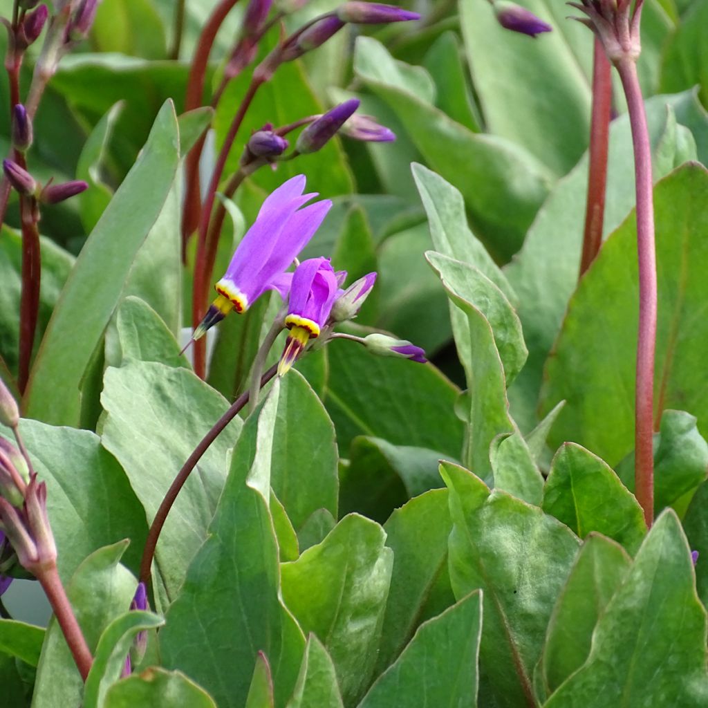 Dodecatheon pulchellum Red Wings - Gyroselle