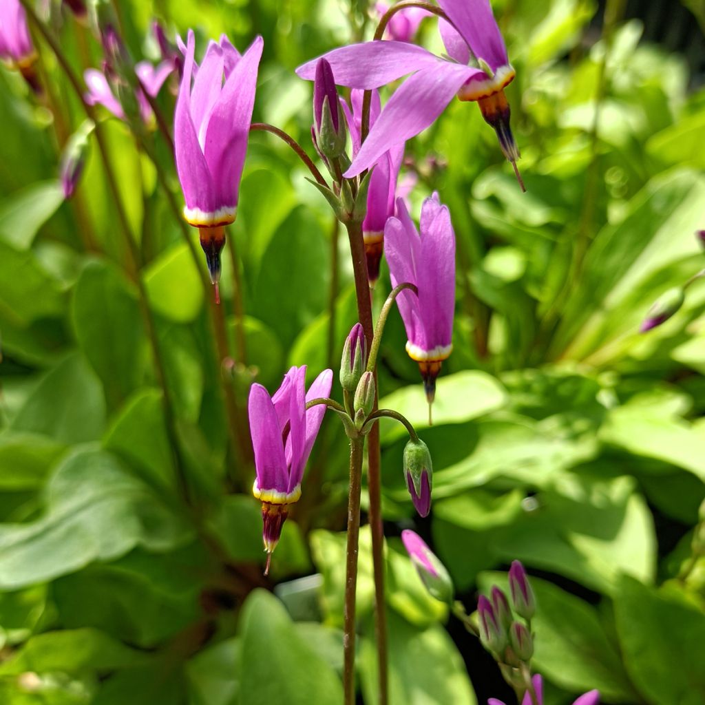 Dodecatheon jeffreyi Rotlicht - Gyroselle