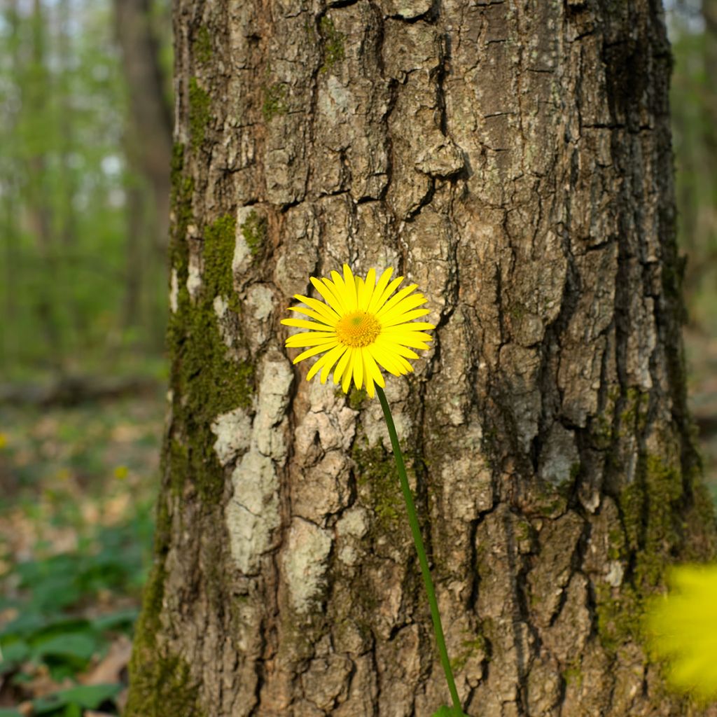 Doronicum pardalianches