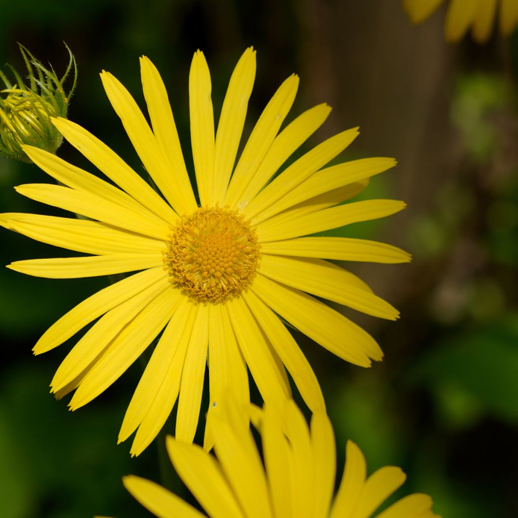 Doronicum pardalianches