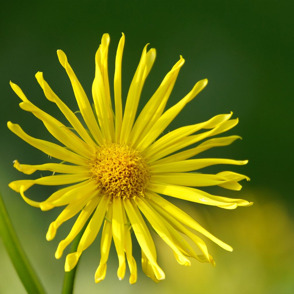 Doronic, Doronicum orientale Finesse