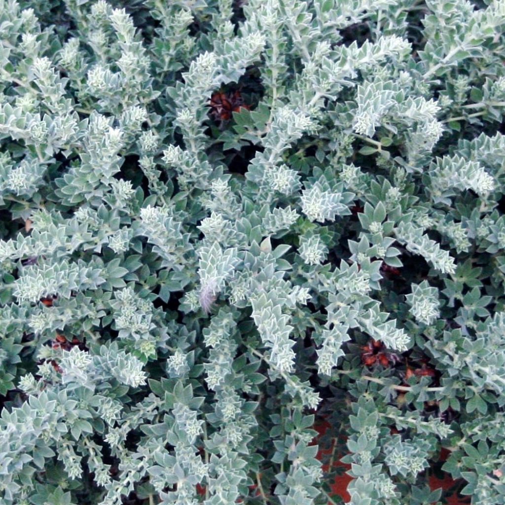 Dorycnium hirsutum Little Boy Blue