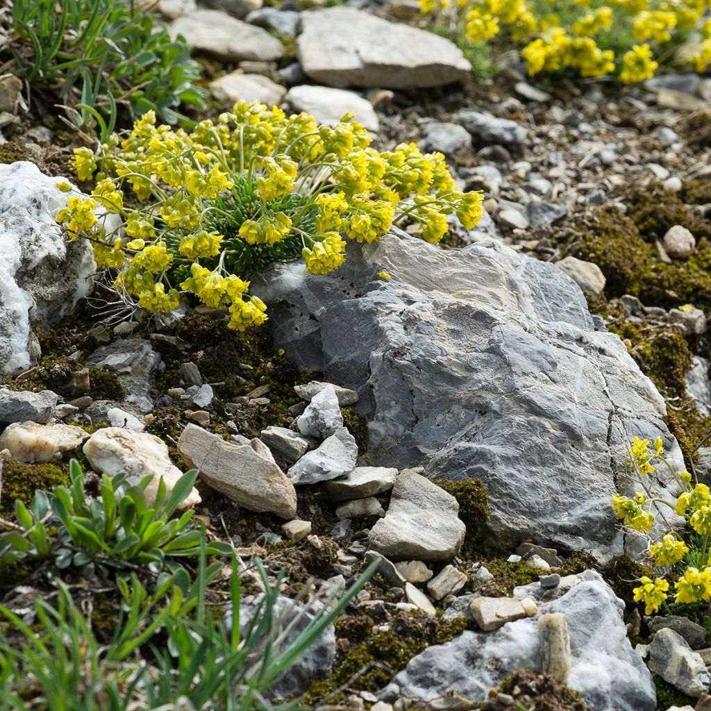 Draba aizoides