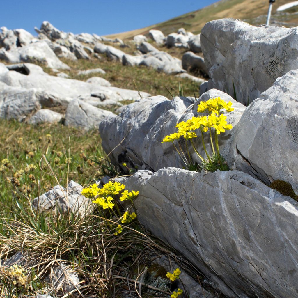 Draba aizoides