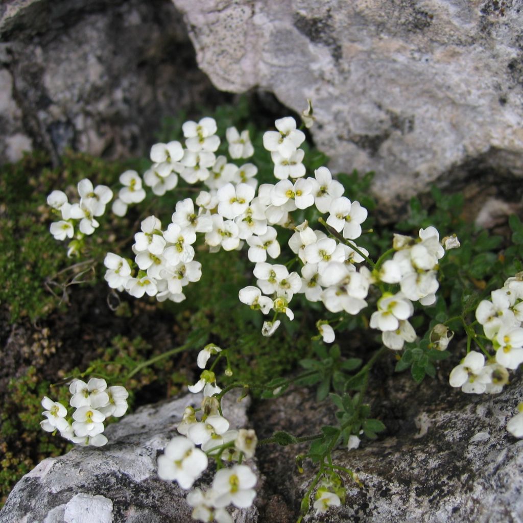 Draba sakuraii