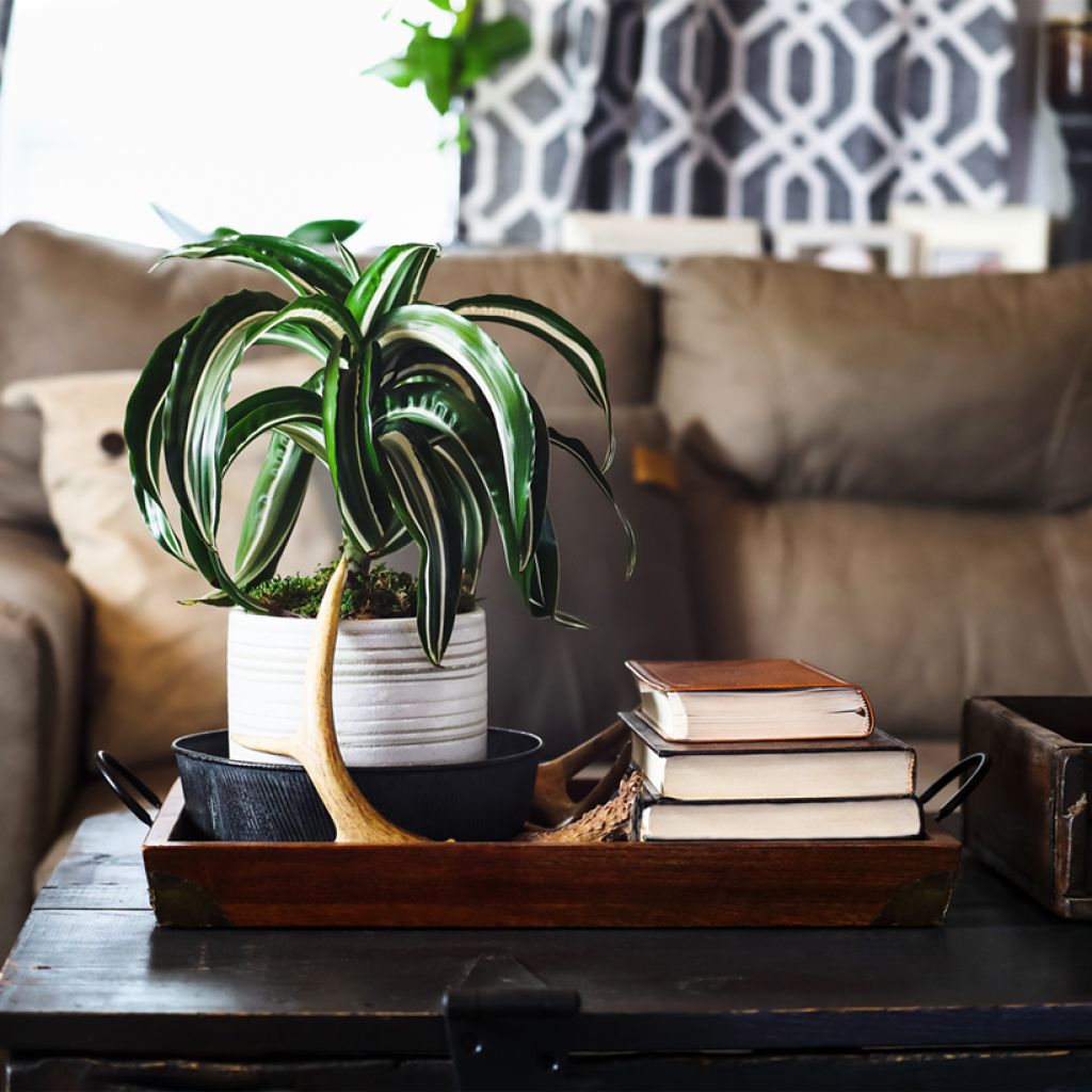 Dracaena fragrans White Jewel - Corn plant